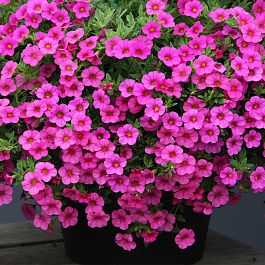 Калибрахоа Каблум Пинк