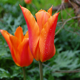 Тюльпан Лилиецветный Балерина НАБОР 2ШТ (10+10)