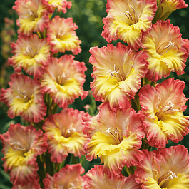 Гладиолус Voliere Frizzle