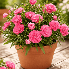 Гвоздика садовая Code Salmon