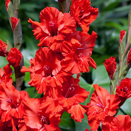 Гладиолус гофрированный Файр Раффл