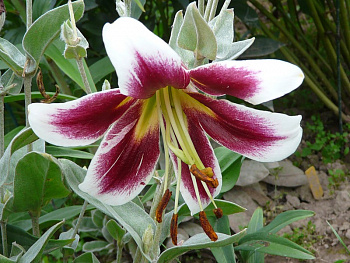 Лилия ОТ-гибрид Мисс Лили