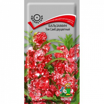 Бальзамин Том Самб двуцветный