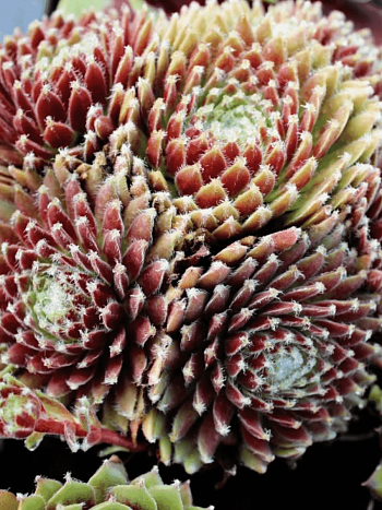 Молодило гибридное Sprite