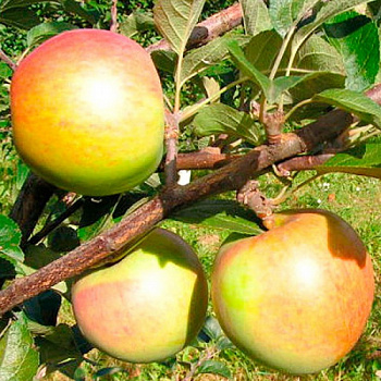 Яблоня Чаровница Яблоня Чаровница