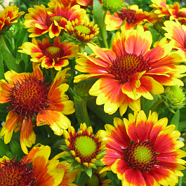 Гайлардия гибридная Кобольд