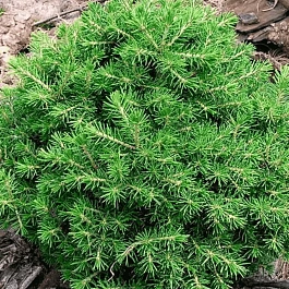 Ель обыкновенная Dan's Dwarf