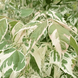 Клен ясенелистный Variegatum