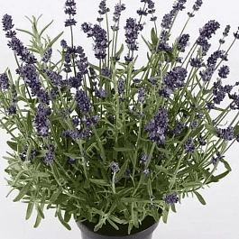 Лаванда узколистная Ardeche Blue