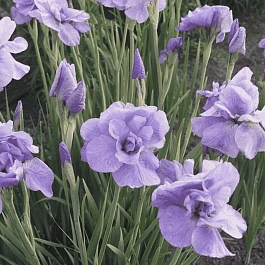 Ирис сибирский Imperial Opal