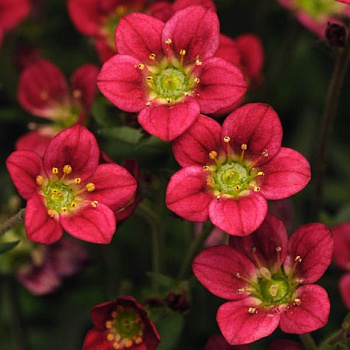 Камнеломка Рокко Ред