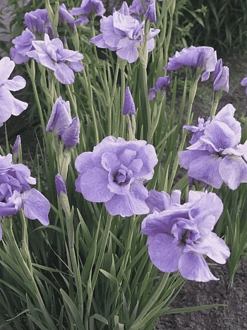 Ирис сибирский Imperial Opal