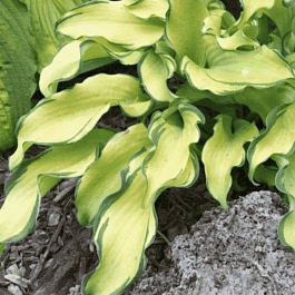 Хоста Ripple effect