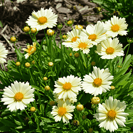 Кореопсис крупноцветковый UpTick Cream