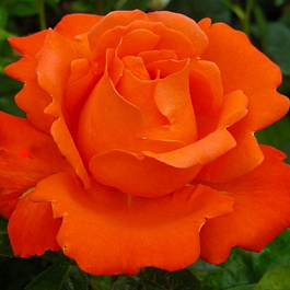 Роза чайно-гибридная Джоро