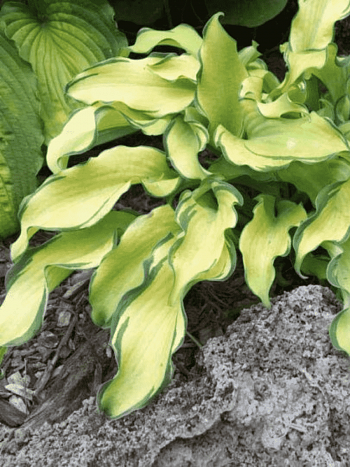 Хоста Ripple effect