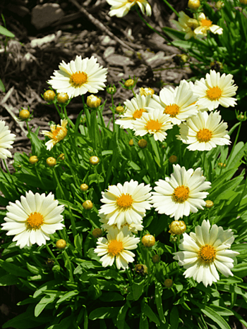 Кореопсис крупноцветковый UpTick Cream