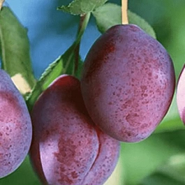 Слива Конфетная