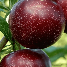 Шарафуга гибридная Нектарная