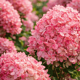 Гортензия метельчатая Raspberry Pink
