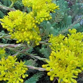 Очиток отогнутый Blue Forest