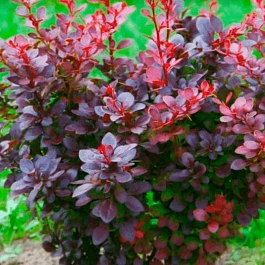 Барбарис Тунберга Atropurpurea Nana