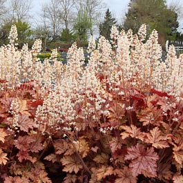 Гейхерелла Хоней Роуз