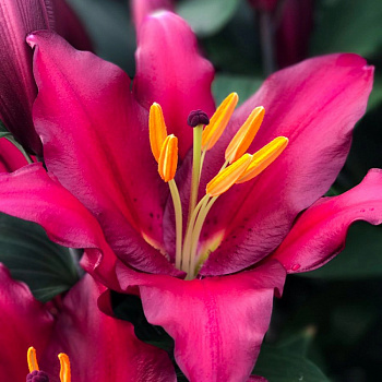 Лилия восточная Бомбастик