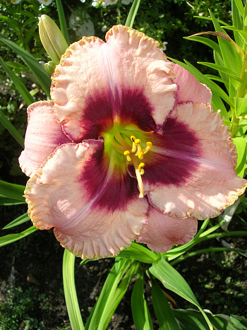 Лилейник гибридный Дэринг Дисепшн НАБОР 2ШТ (1+1)