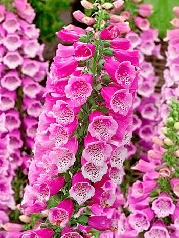 Наперстянка Далматин Парпл Импрувд