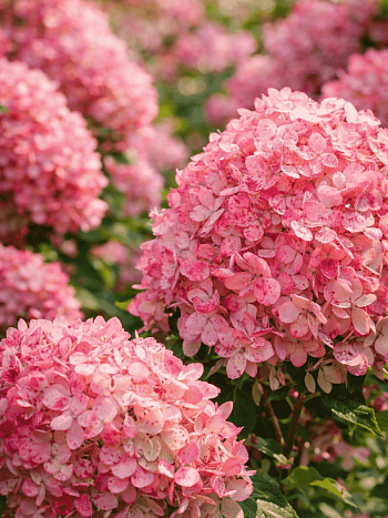 Гортензия метельчатая Raspberry Pink