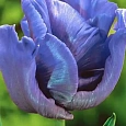 Тюльпан Blue Parrot