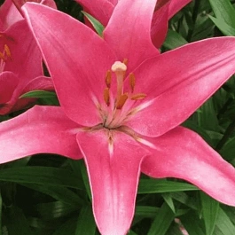 Лилия Indian Summerset