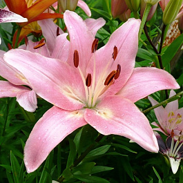 Лилия ЛА-гибрид Шугар Диамонд