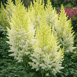 Астильба гибридная You and Me Together