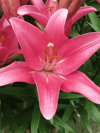 Лилия Indian Summerset