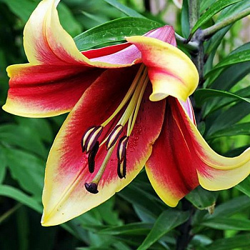 Лилия ОТ-гибрид Африкан Леди НАБОР 2ШТ (2+2)