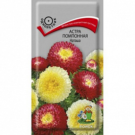Астра помпонная Наташа