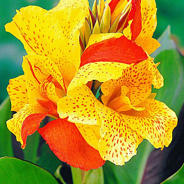 Канна карликовая Клеопатра