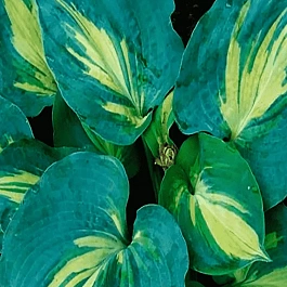 Хоста Dream Queen