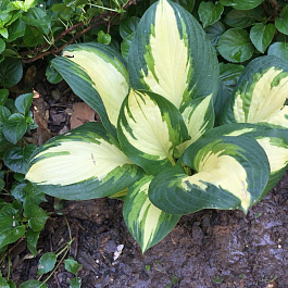 Хоста гибридная Попкорн