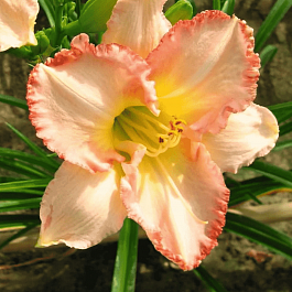 Лилейник Frosted Vintage Ruffles