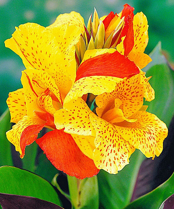 Канна карликовая Клеопатра