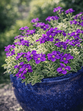 Аубриета Doctor Mules Variegated