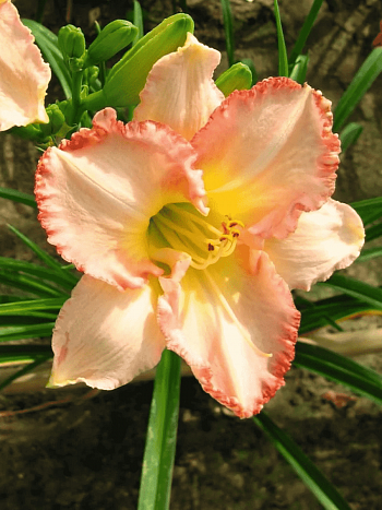 Лилейник Frosted Vintage Ruffles