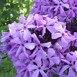 Флокс метельчатый Анфиса