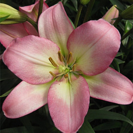 Лилия ЛА-гибрид Самур