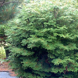 Кипарисовик тупой pygmea aurescens