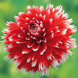 Георгина Декоративная Дабл Жё