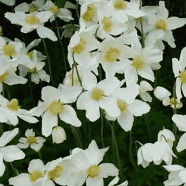 Анемона многонадрезанная Anabella White